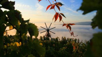 Permalink auf:Yoga und Wein im Steirischen Weinland Permalink auf:Yoga und Wein im Steirischen Weinland